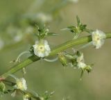 Salsola tragus