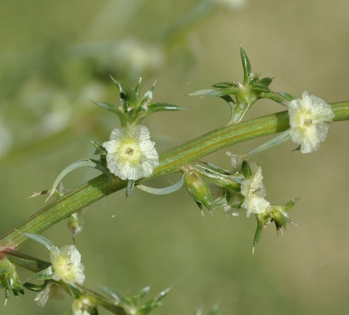 Изображение особи Salsola tragus.