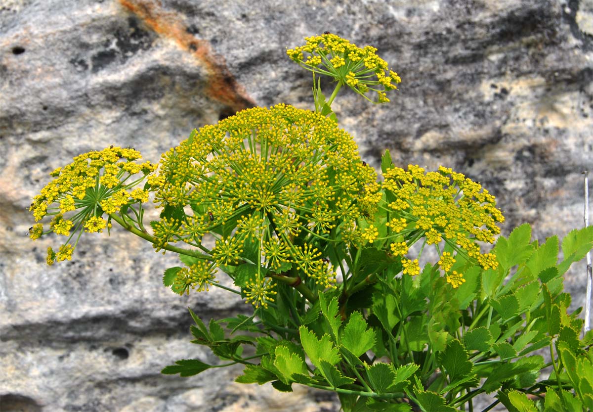 Image of Notobubon galbanum specimen.