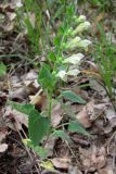 Scutellaria albida. Цветущее растение. Крым, Севастополь окр. с. Оборонное. 13 июня 2010 г.