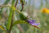 Campanula rapunculoides. Часть соплодия с повреждённым насекомыми завязавшимся плодом с усыхающим венчиком цветка. Ленинградская обл., Ломоносовский р-н, окр. дер. Глядино, суходольный злаково-разнотравный луг на известняке. 22.07.2018.