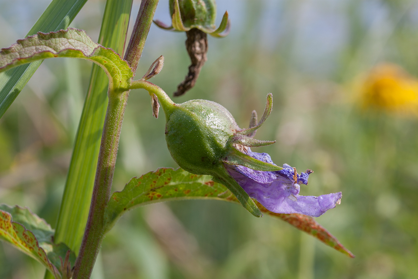 Image of Campanula rapunculoides specimen.