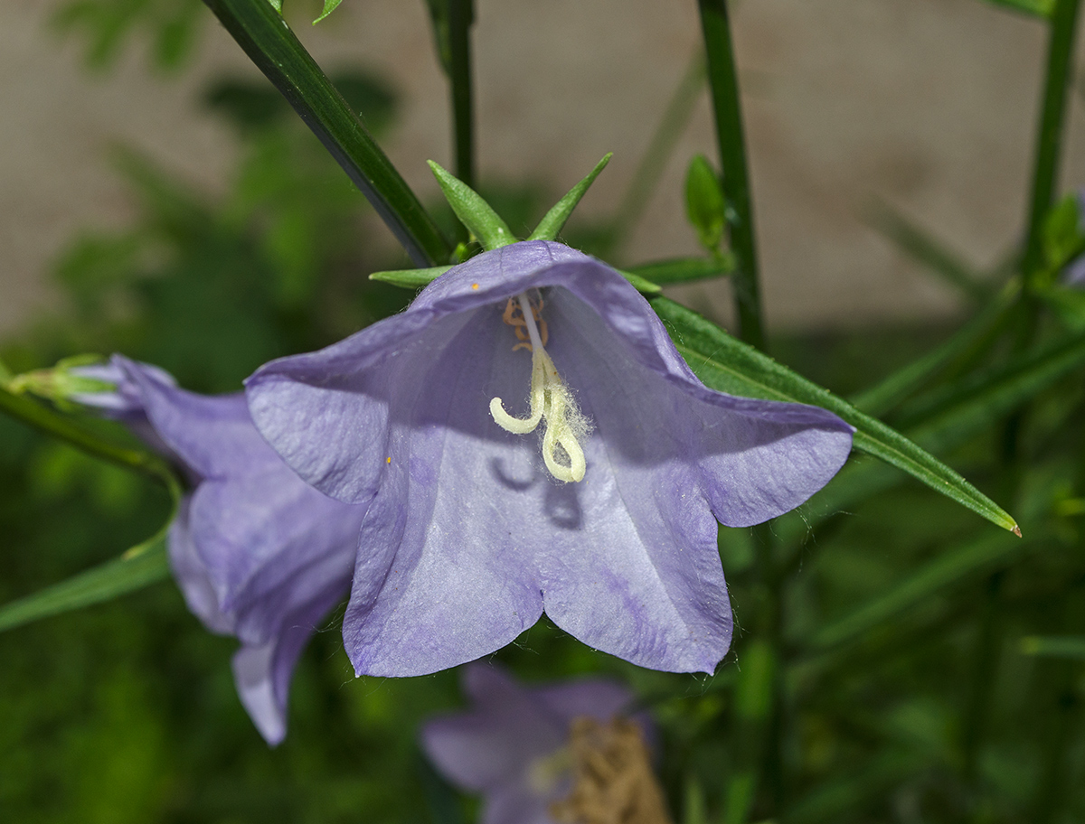 Image of Campanula persicifolia specimen.