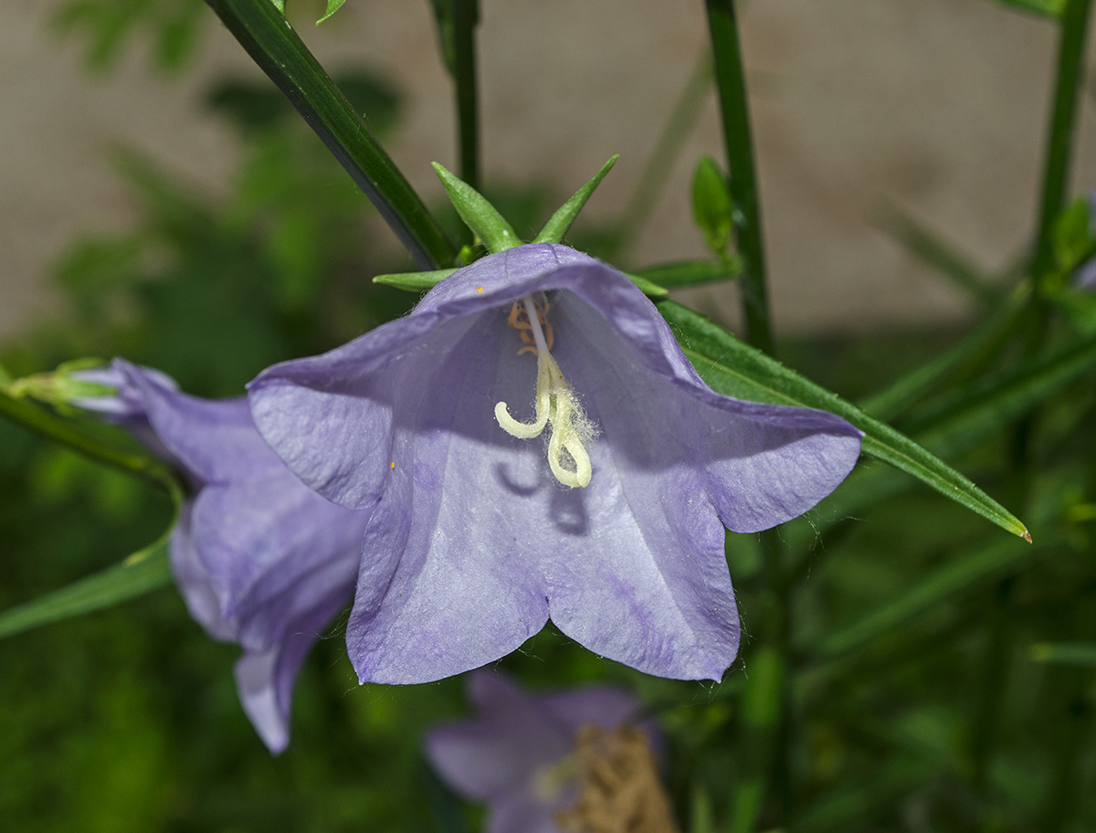 Изображение особи Campanula persicifolia.