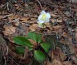 Helleborus niger. Цветущее растение. Хорватия, национальный парк \"Плитвицкие озёра\", широколиственный лес. 21.03.2010.