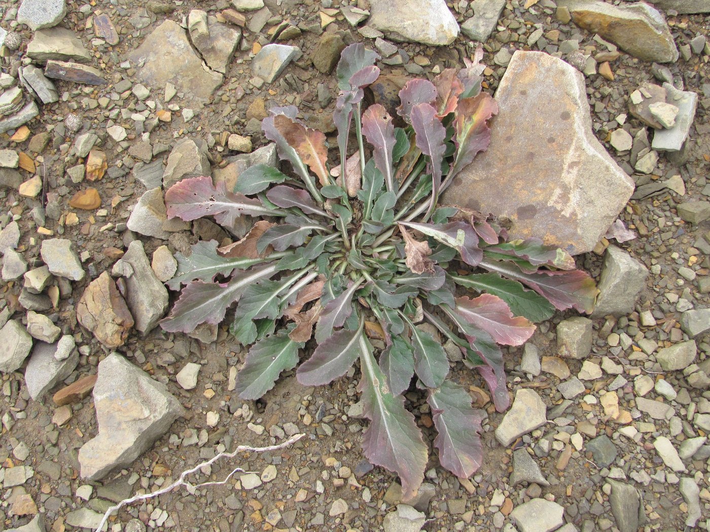 Image of class Magnoliopsida specimen.