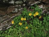 Doronicum carpaticum. Цветущие растения. Украина, Закарпатская обл., Раховский р-н, хр. Свидовец, ≈ 1800 м н.у.м., скальное обнажение. 2 июля 2010 г.