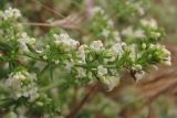 Galium humifusum