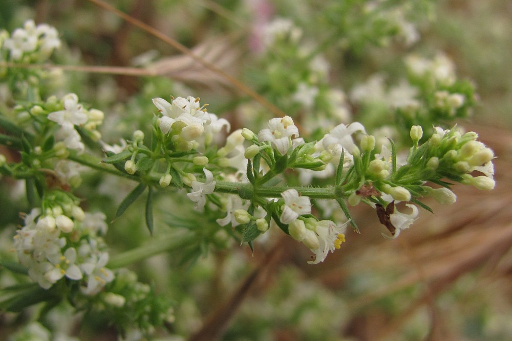 Изображение особи Galium humifusum.