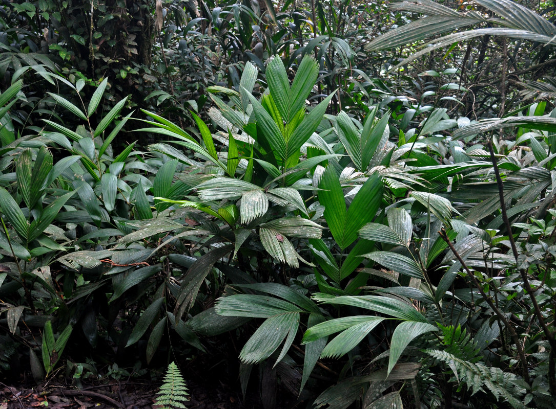 Изображение особи Pinanga polymorpha.