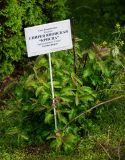 Spiraea japonica. Молодое вегетирующее растение ('Crispa'). Кировская обл., г. Киров, Ботанический сад Вятского государственного университета, в культуре. 07.07.2018.