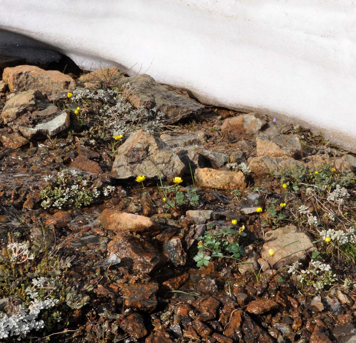 Изображение особи Ranunculus cadmicus ssp. cyprius.