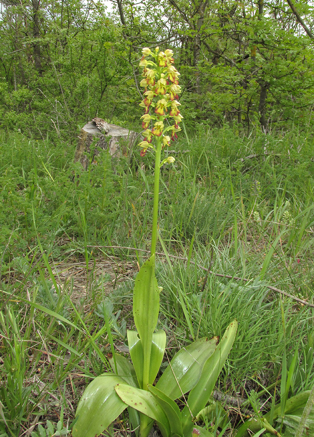 Image of Orchis &times; wulffiana specimen.