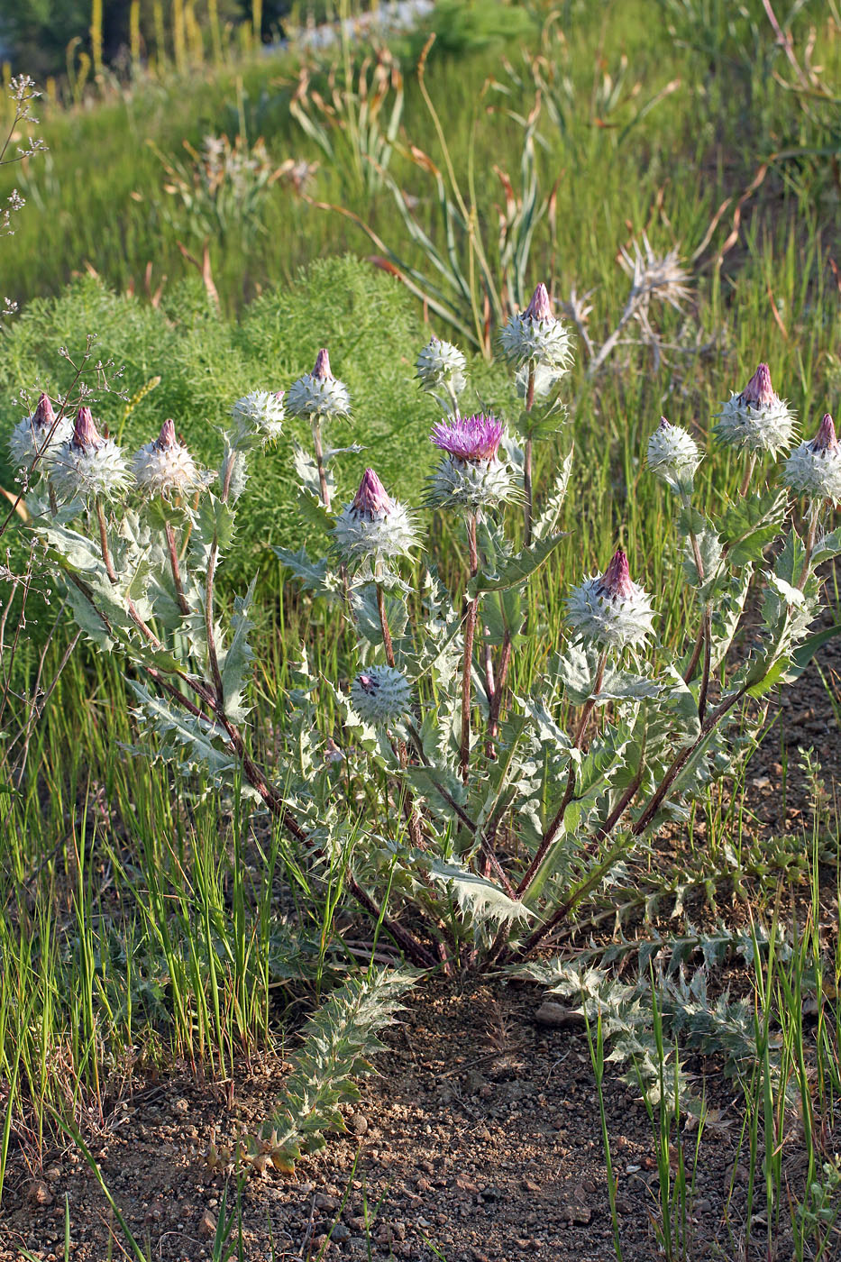 Изображение особи Cousinia strobilocephala.