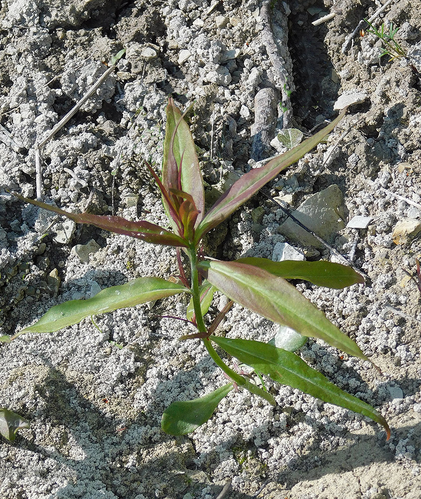 Image of Melampyrum arvense specimen.