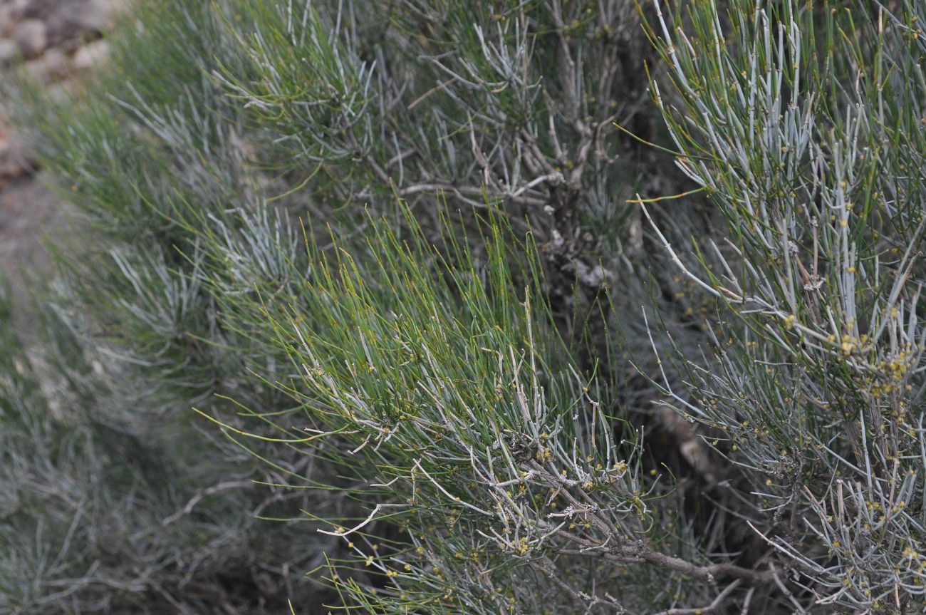 Image of Ephedra procera specimen.