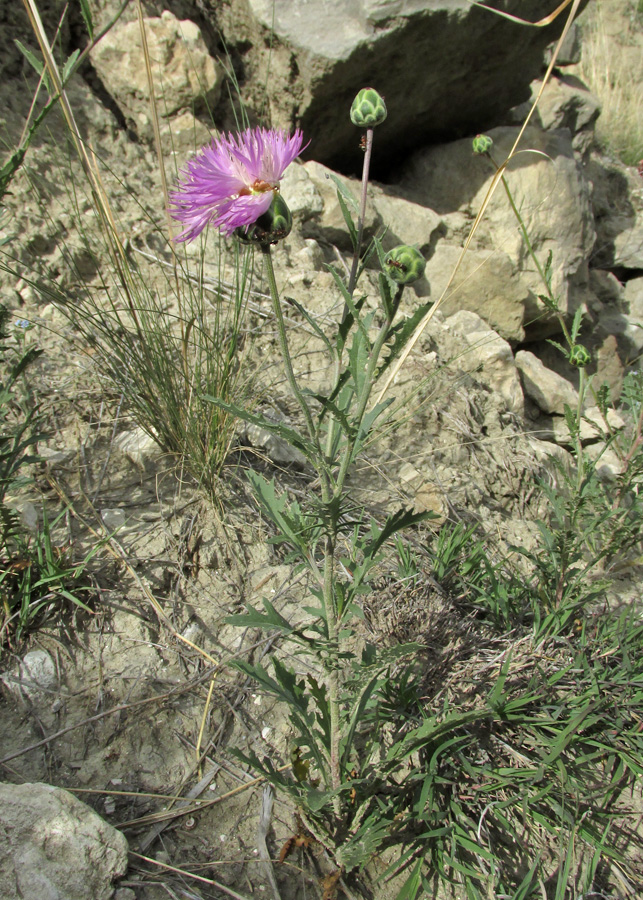 Image of Amberboa daghestanica specimen.