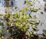 Drosera anglica