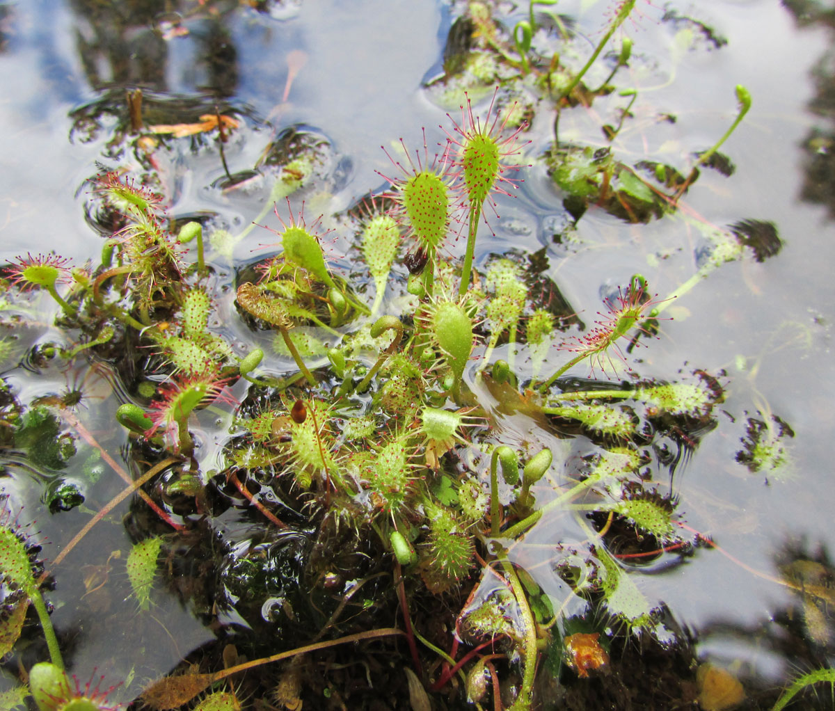 Изображение особи Drosera anglica.