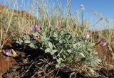 Astragalus subspecies coloratus