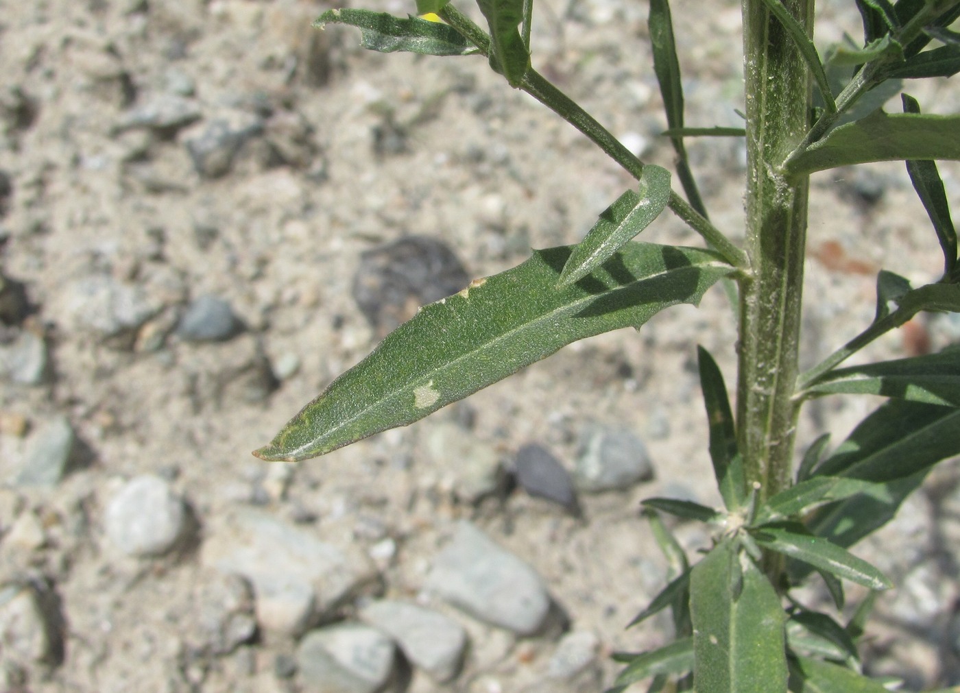 Изображение особи Erysimum brevistylum.