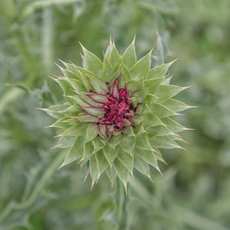 Image of Carduus thoermeri specimen.