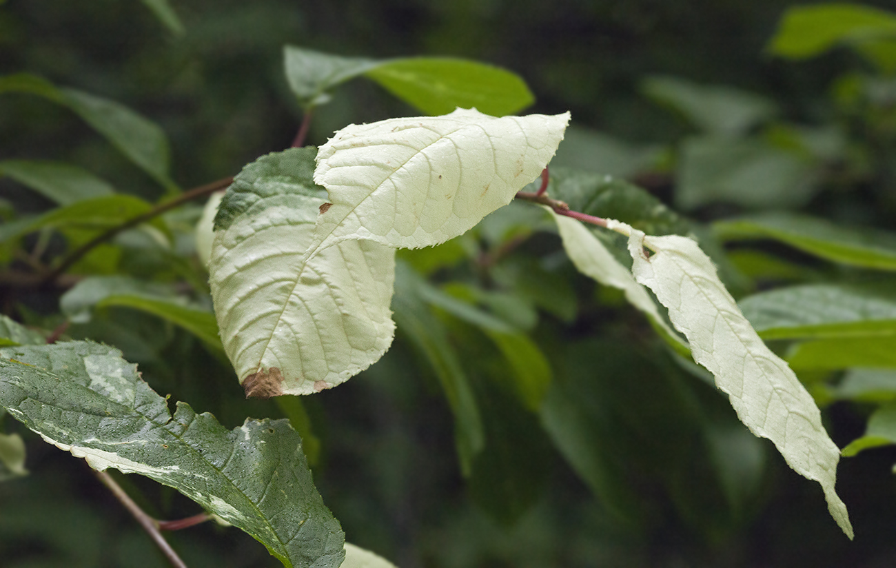 Image of Padus avium ssp. pubescens specimen.