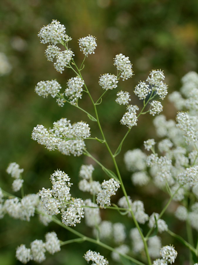 Изображение особи Lepidium latifolium.