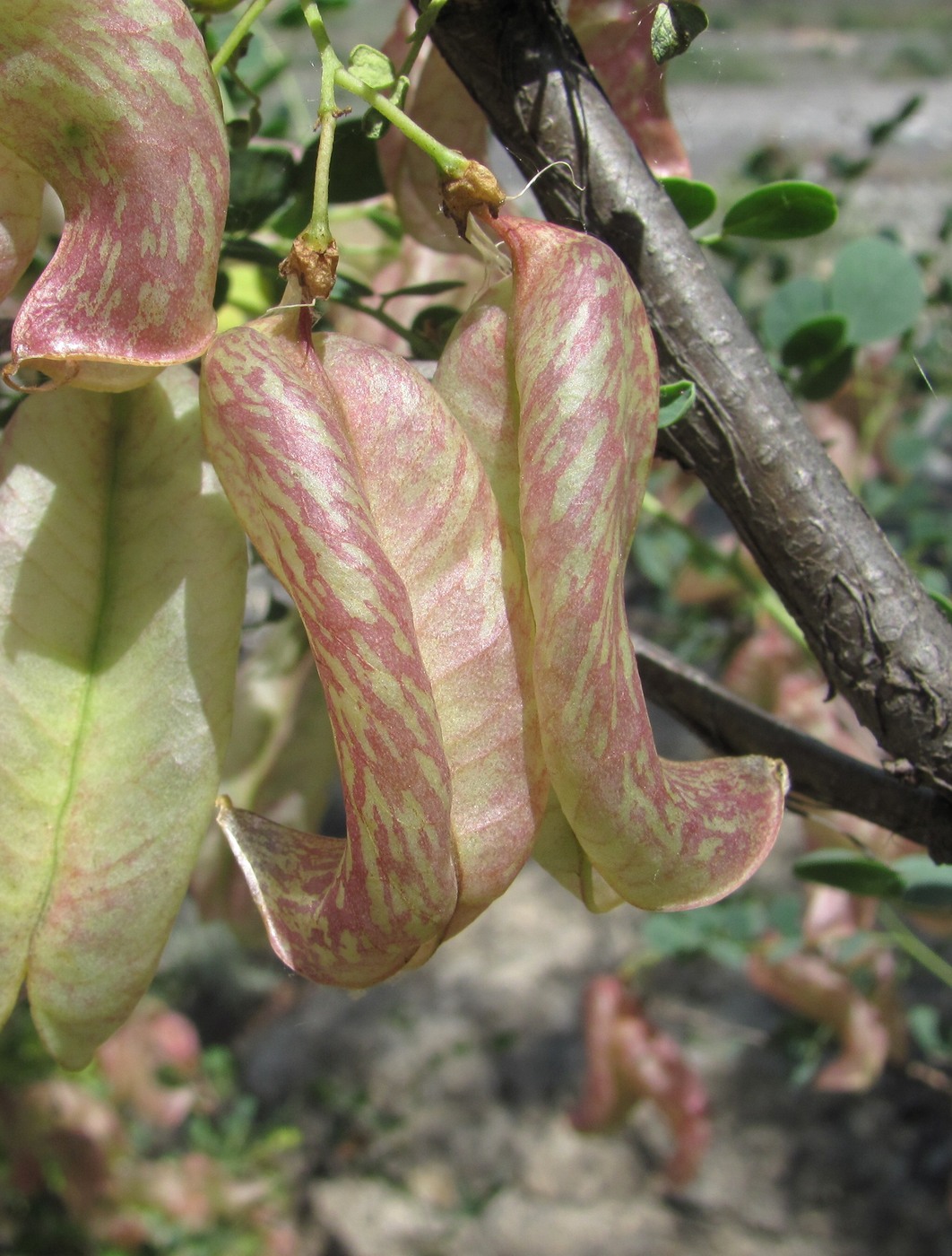 Image of Colutea orientalis specimen.