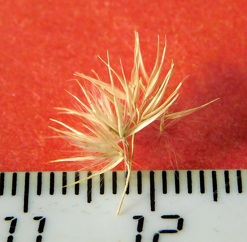 Image of Calamagrostis glomerata specimen.