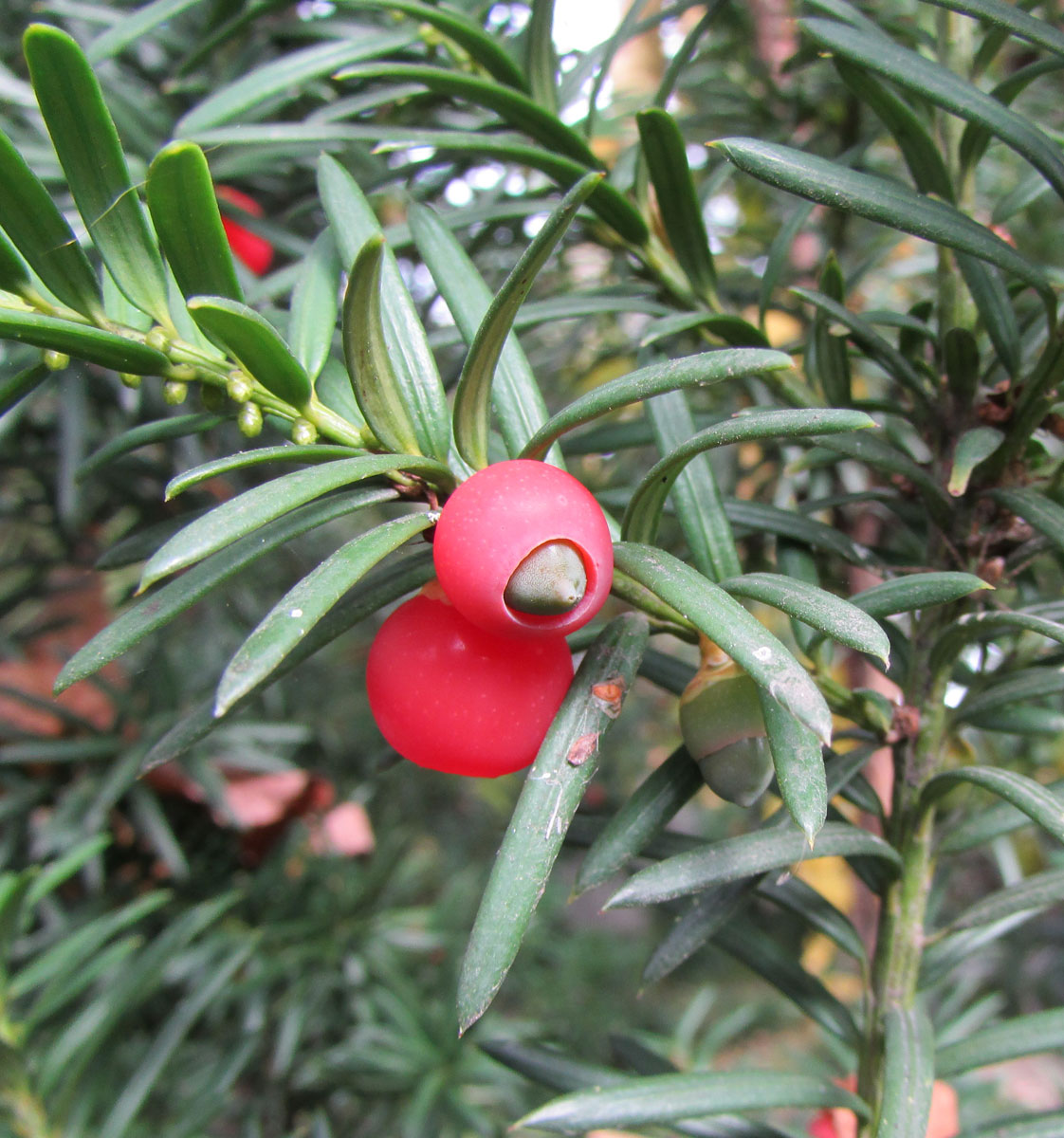 Изображение особи Taxus × media.