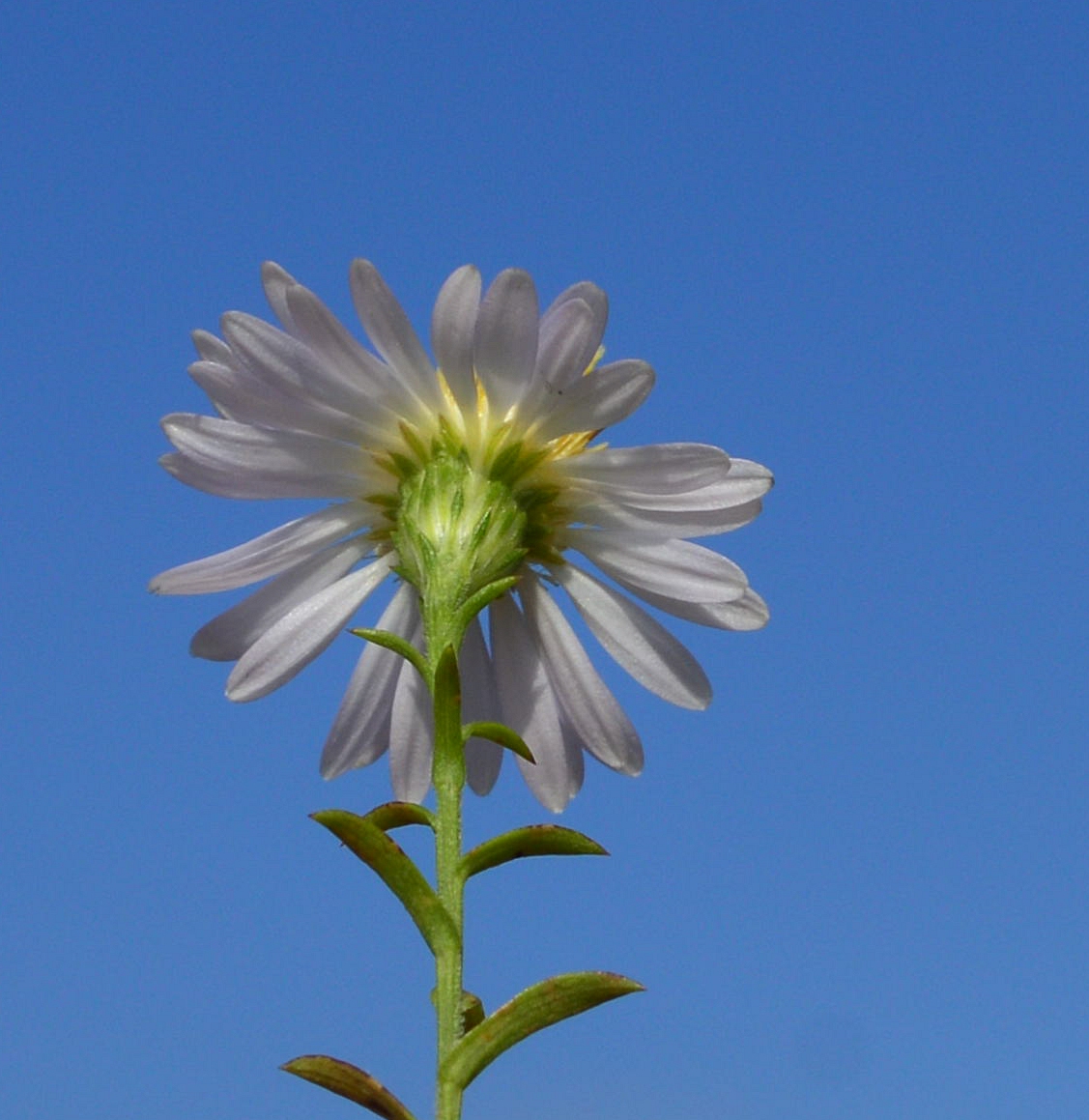 Image of Symphyotrichum &times; versicolor specimen.