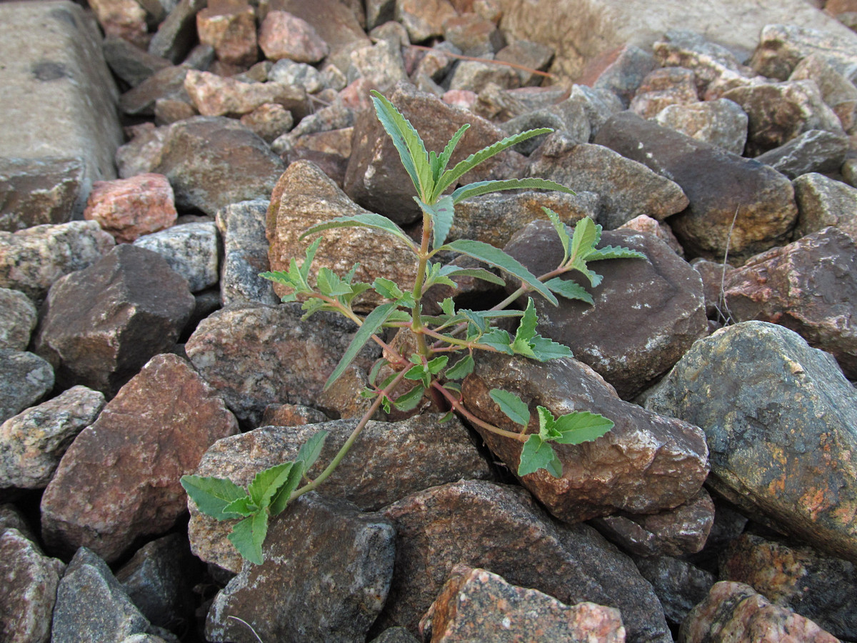 Image of Euphorbia davidii specimen.