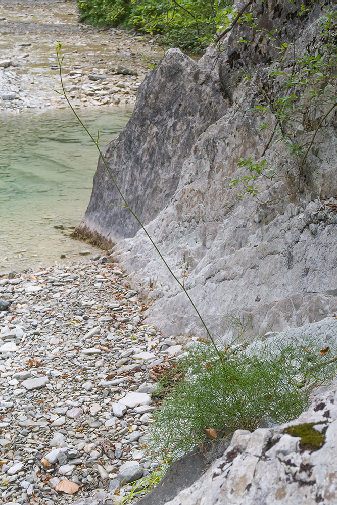 Image of Peucedanum longifolium specimen.