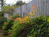Nandina domestica