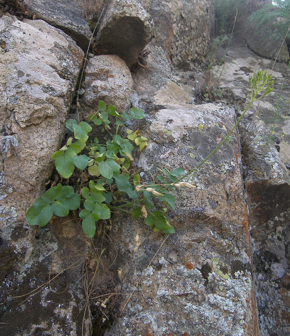 Изображение особи Valeriana sisymbriifolia.