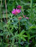 Trifolium lupinaster