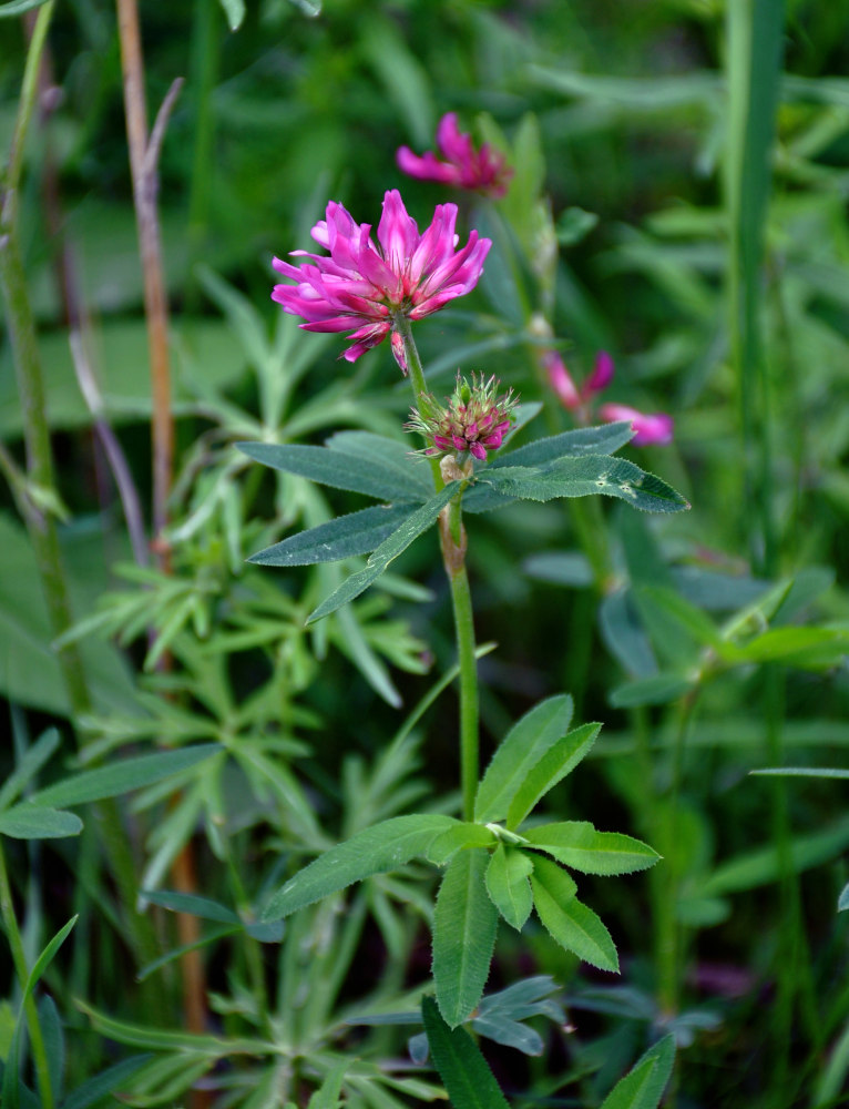 Изображение особи Trifolium lupinaster.