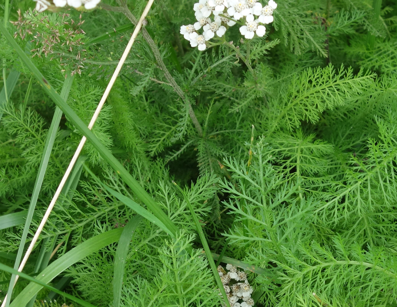 Изображение особи Achillea millefolium.