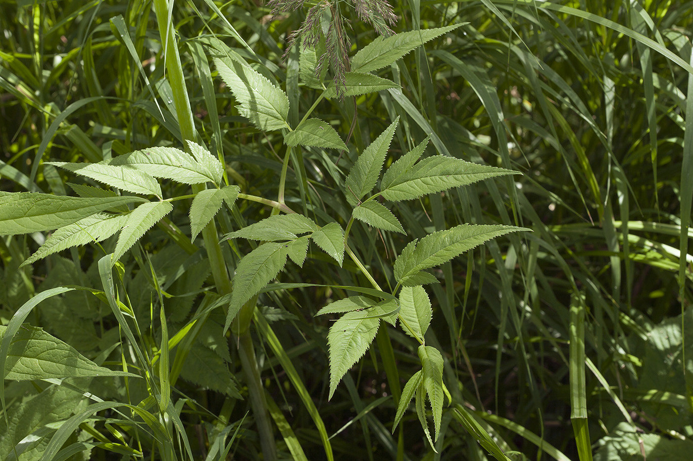 Изображение особи Angelica sachalinensis.