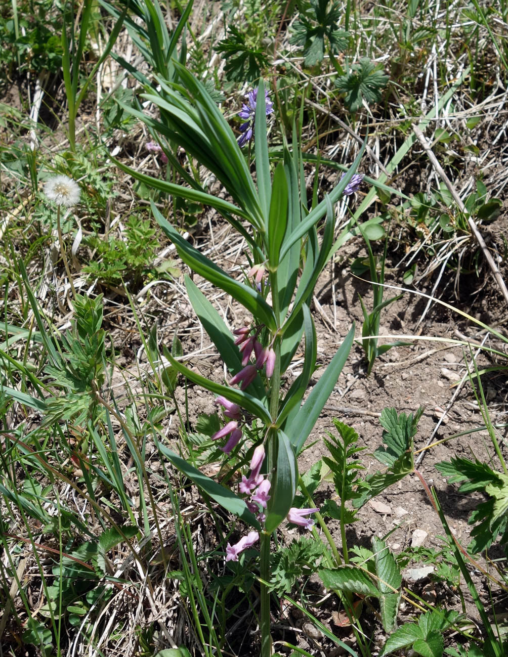 Image of Polygonatum roseum specimen.