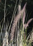 Pennisetum setaceum