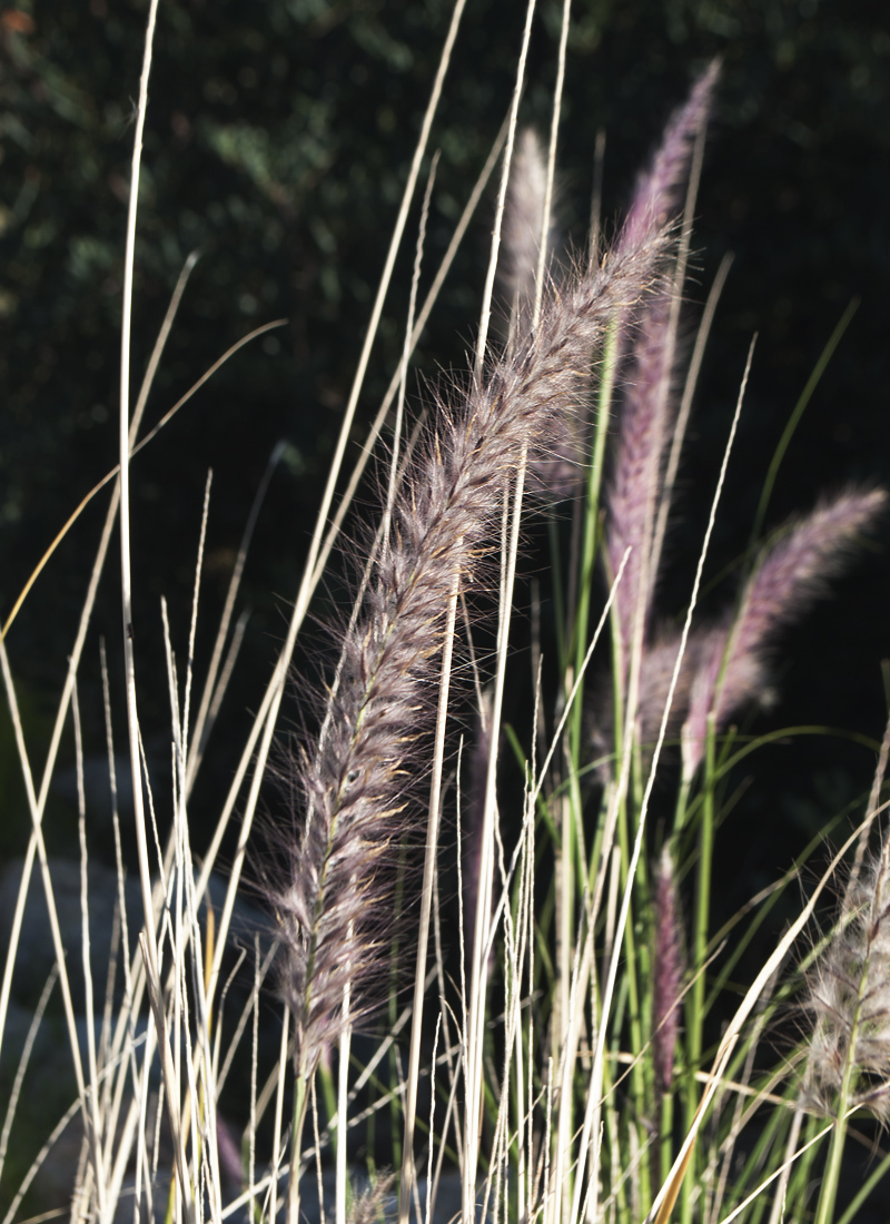 Изображение особи Pennisetum setaceum.