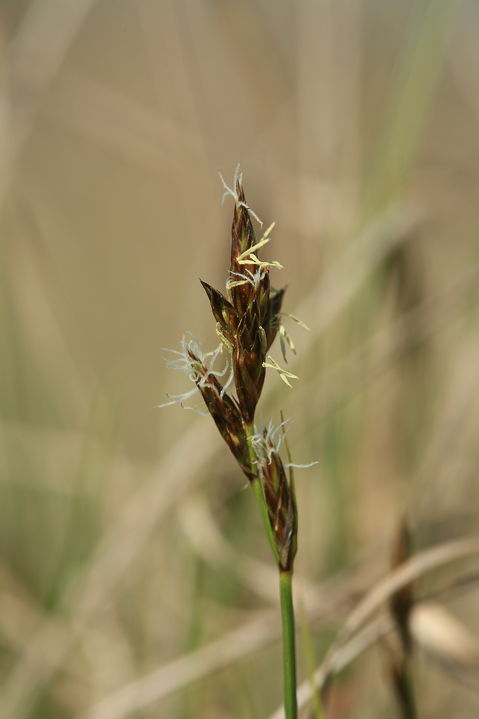 Изображение особи Carex praecox.