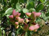 Pistacia vera