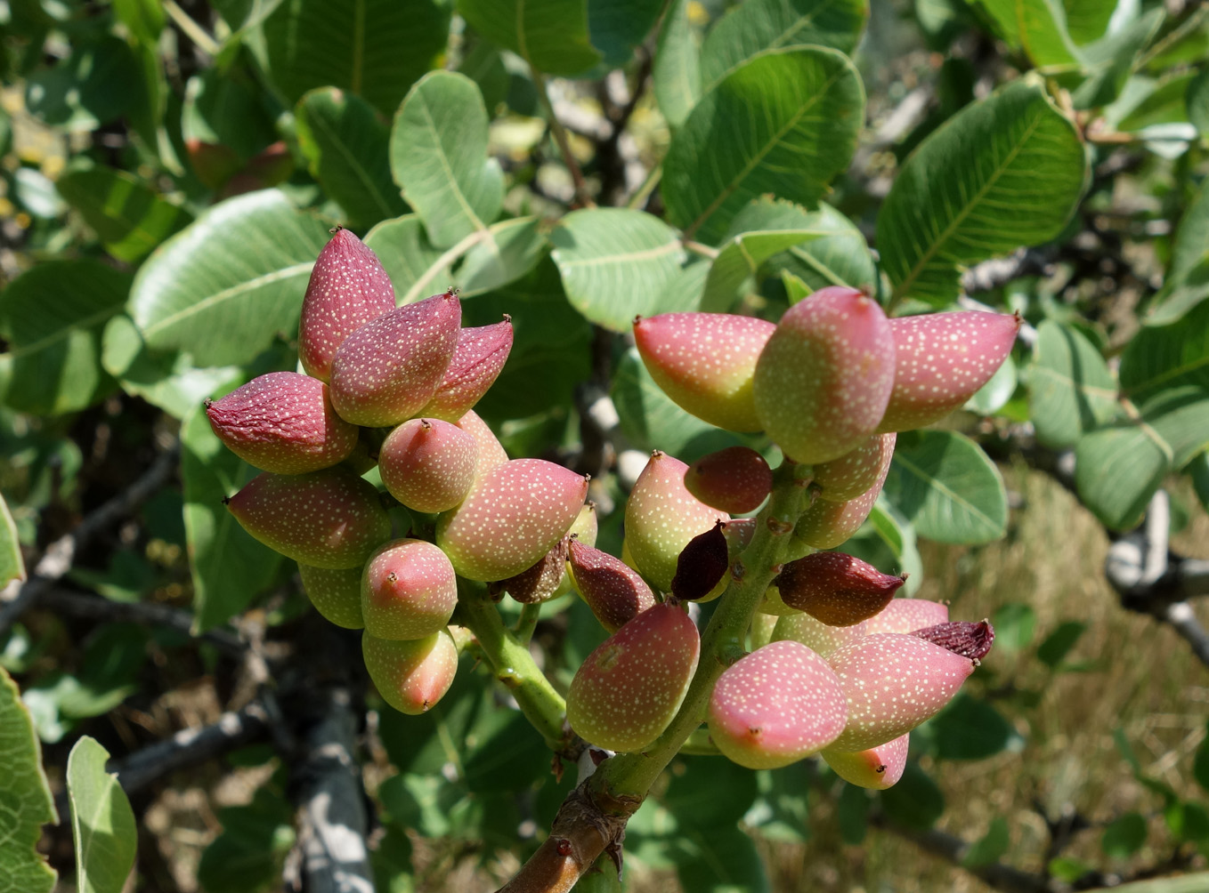 Image of Pistacia vera specimen.