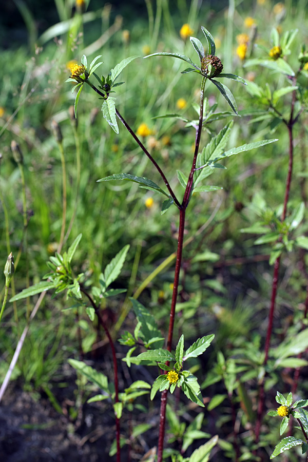 Image of Bidens tripartita specimen.