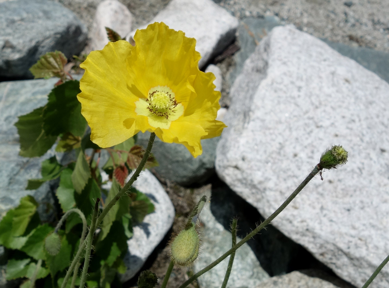 Image of Papaver croceum specimen.