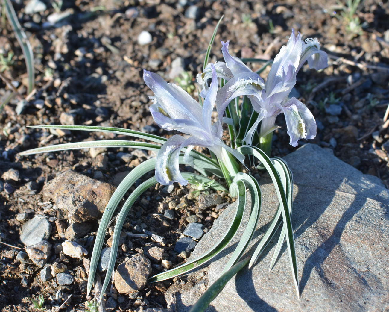 Image of Juno subdecolorata specimen.