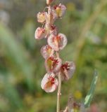 Rumex cyprius